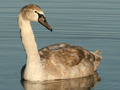 Mute Swan